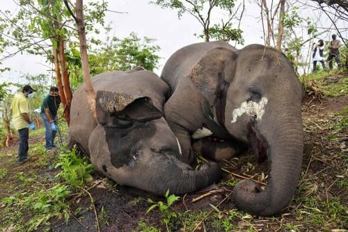 Vets check the dead bodies of wild elephants, suspected to have been killed by lightning in the Nagaon district of Assam state in India on May 14, 2021.