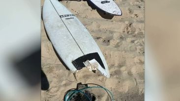 Hero surfer risked life to save shark attack victim