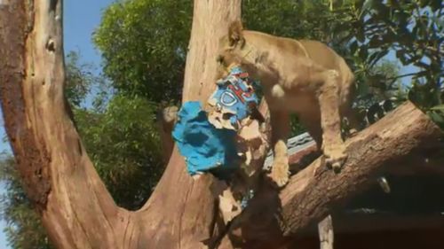 One cub took the party spirit to another level. (9NEWS)