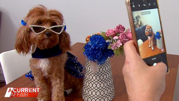 Designer Dogs Steal The Limelight At Australian Fashion Week