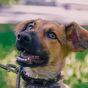 Dog walking hack slammed as experts warn it could be fatal
