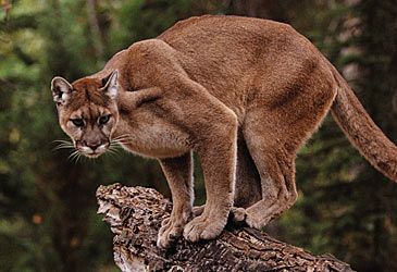 What is the binomial name of the cougar?