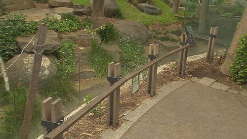  Student rescued from giant panda enclosure after dropping phone At Adelaide Zoo