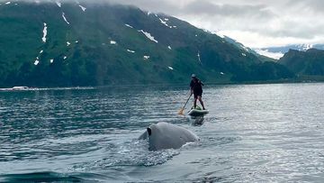 Kevin Williams survived the close encounter with a humpback whale, not even getting wet during a tense few seconds caught on camera