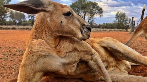 The alpha male of the group has been laid to rest on the Sanctuary grounds to remain with family