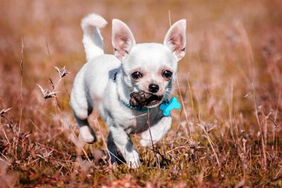 Dog eating poo