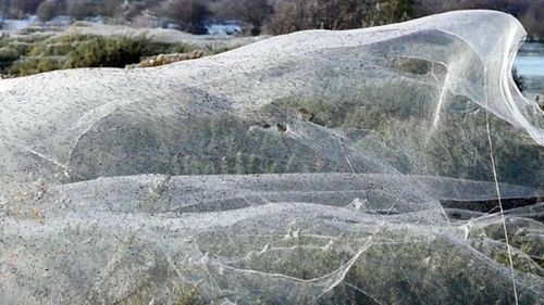 Spiders cover flooded Tasmanian trees in blankets of their sheer silk
