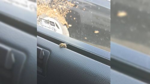 One bee even made it inside the car. (Facebook)
