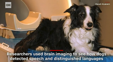 Researchers use brain imaging to see how dogs detected speech and language.