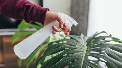 5 mistakes people make with indoor plants