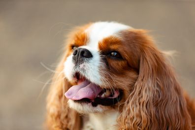 Portrait of a happy dog. Animal photography. King Charles Spaniel.