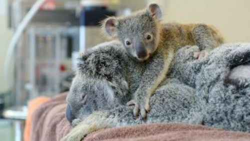 Phantom and Lizzy. (Australia Zoo Wildlife Hospital)
