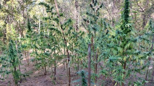 Police uncover cannabis crop with estimated value of ﻿$122,000 on Queensland island