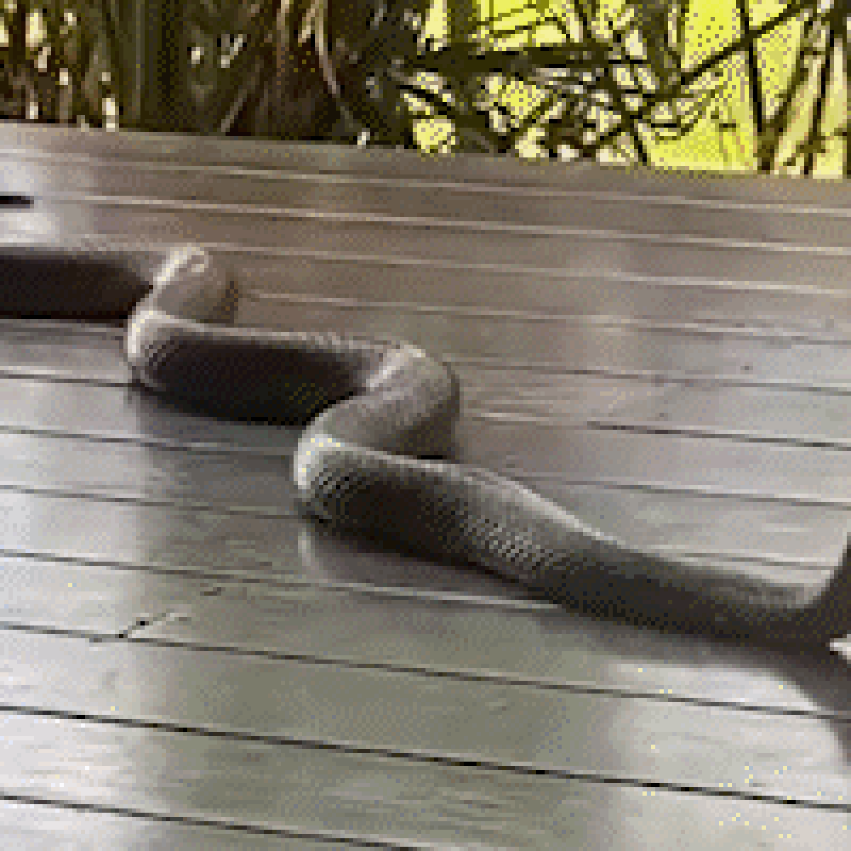 Snake run gif