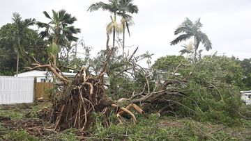 A large tree is shown knocked over by strong winds on January 26, 2024 in Townsville, Australia. 