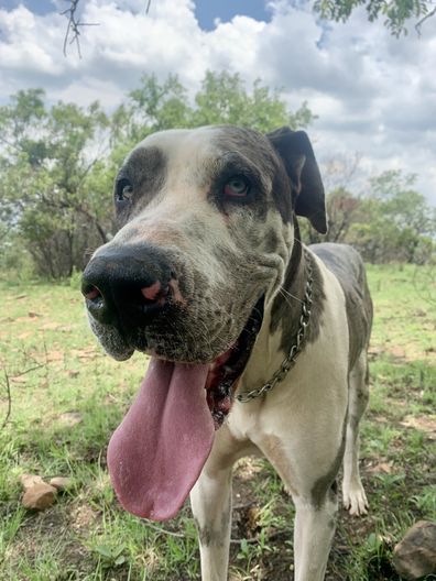 Great Dane looking into the camera