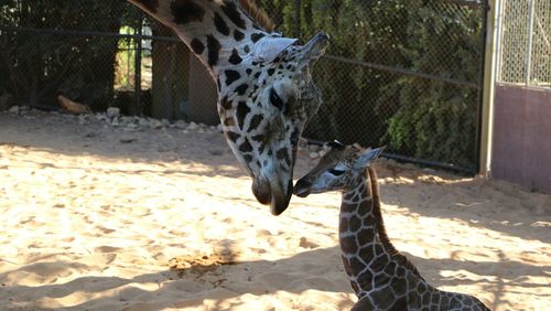 A five-day-old giraffe calf has met her father for the first time.