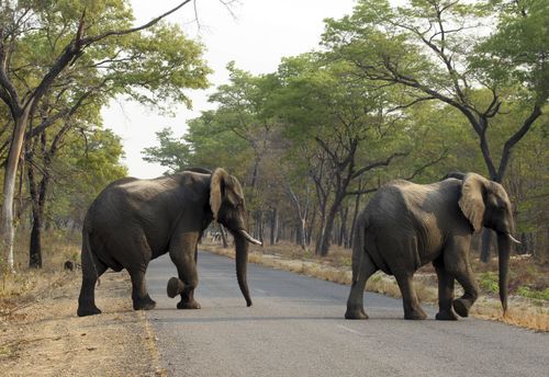 Zimbabwe is intent on selling off much of its elephant population in a bid to reduce high numbers of the animal.