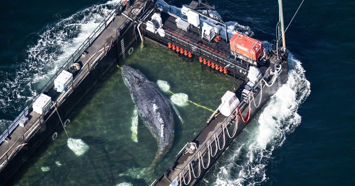 Whale 'Timmy' released in the North Sea after weeks stranded