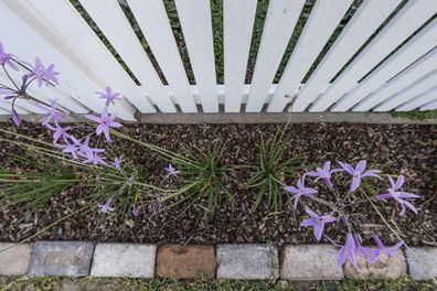 plants in garden bed