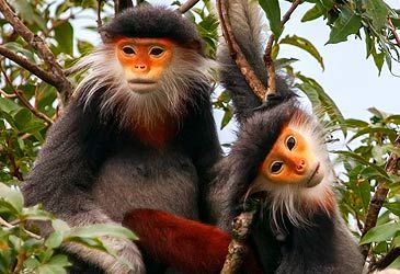 Monkeys are members of which primate infraorder?