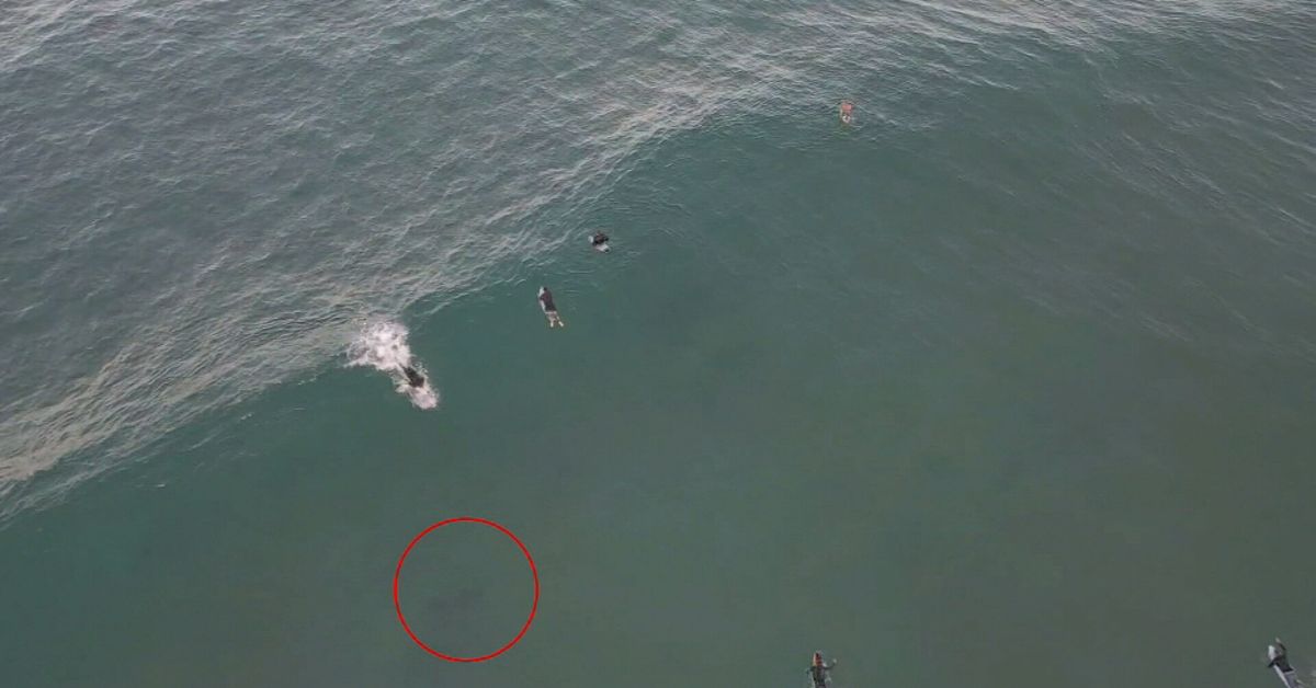 Shark Swims Beneath Gold Coast Surfers On Drone Footage