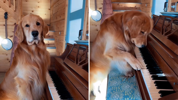 Meet Tucker, the 'influencer' Golden Retriever who earns $1 million a year