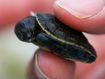 Tiny turtles represent big milestone for Aussie Ark