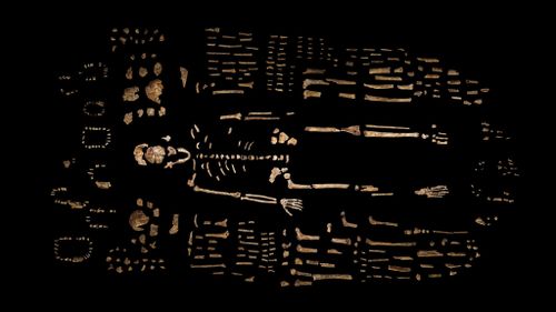 The skeleton of Homo naledi recovered from the Rising Star cave in South Africa. (AAP/National Geographic)