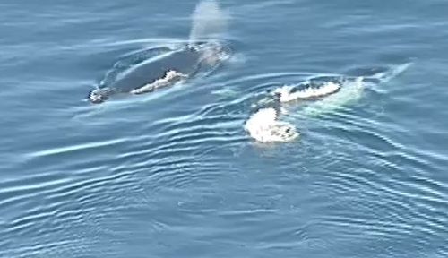 Video from the 9NEWS helicopter captured the marine animals just off the coast at Olivers Hill in Frankston at 8.45am.