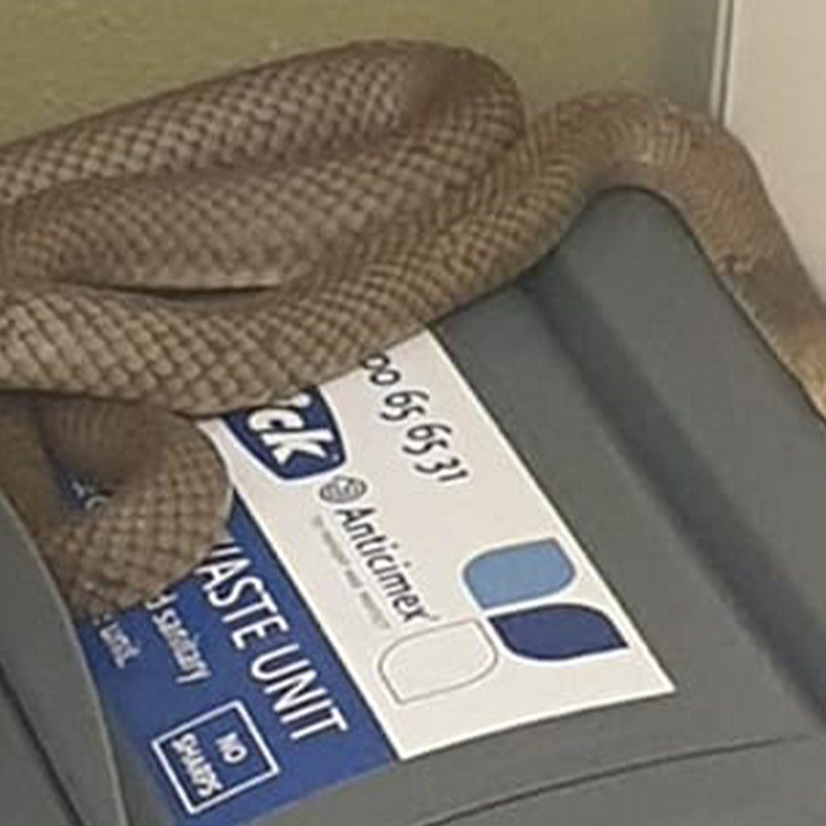 Thirsty snakes slither into Australian toilets as dry season bites
