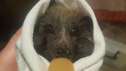 A rescued flying fox in Campbelltown. (Facebook/Help Save the Wildlife and Bushlands in Campbelltown)