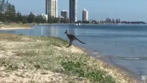 'Skippy' startled beach walkers when he was seen jumping out of the water. (9NEWS)