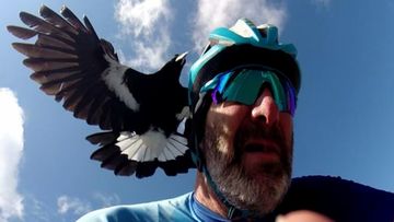 Warnings as magpie swooping season takes flight