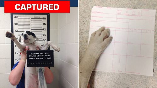 Lost dog who 'refused to tell officers where she lived' snapped in adorable mugshot