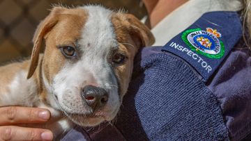 Animal rescue shelters across Sydney are experiencing a huge surge in surrendered animals. 