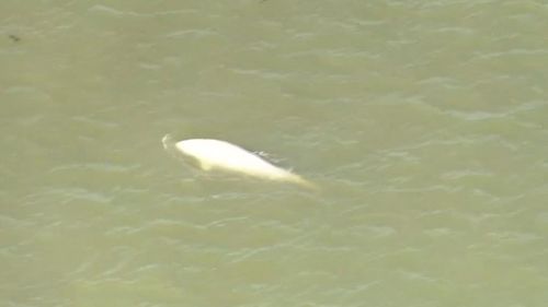 A whale is filmed swimming in the River Thames.