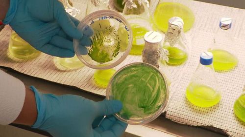Queensland researchers have developed a method to cultivate tissues cells faster and cheaper than current methods with algae.
