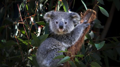 Ash the koala is seen sitting on a Eucalyptus branch following a general health check at the Australian Reptile Park on August 27, 2020