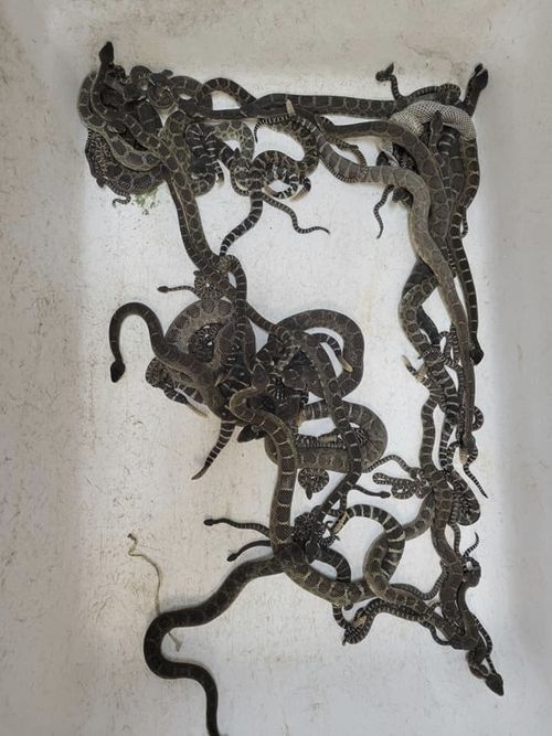 A nest of venomous Northern Pacific rattlesnakes which were extracted from a under a home in Santa Rosa, California. (Sonoma County Reptile Rescue via AP)