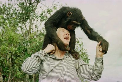 Jane Goodall with a chimpanzee 1997 at Sweetwaters Chimpanzee Sanctuary.