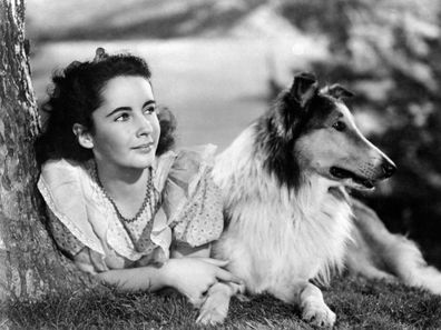 Elizabeth Taylor in 'The Courage of Lassie'.