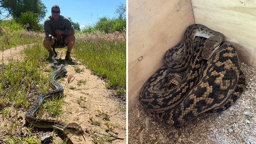 A five-metre scrub python was found hiding in a Townsville chicken coup. 