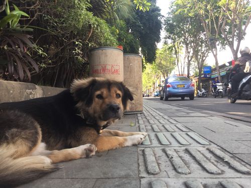 The Hindu majority in the province of Bali consider dogs sacred and the government is hopeful they can re-educate Christians who traditionally eat the meat as an affordable source of food.