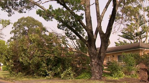 A tree is felled during Sydney's blast of wild weather.