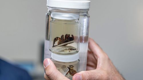 Rare and giant trapdoor spider found in Queensland.