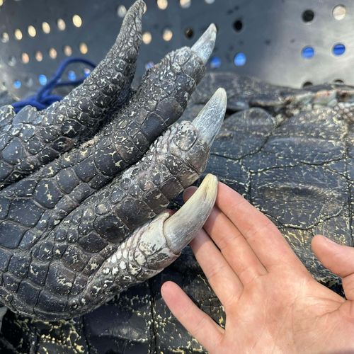 A massive 4.9-metre saltwater crocodile has been spotted at a popular swimming spot in the Northern Territory at the height of the wet season. 