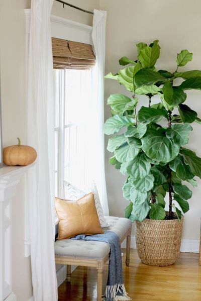 Fiddle leaf fig