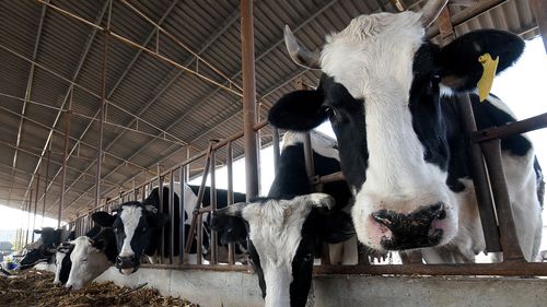 Workers feed cows at a dairy farming company in Handan, Hebei Province, China, On November 15, 2021. 