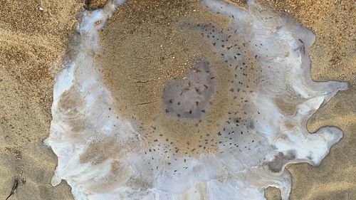 Jellyfish turns to a white puddle on the sand.